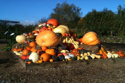 The pumpkin display at RHS Garden Hyde Hall this year