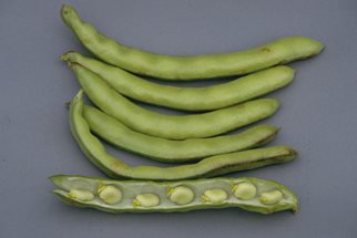 Broad bean 'Aquadulce Claudia' pods