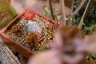 Biodiverse Containers planting