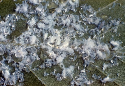 Woolly beech aphid