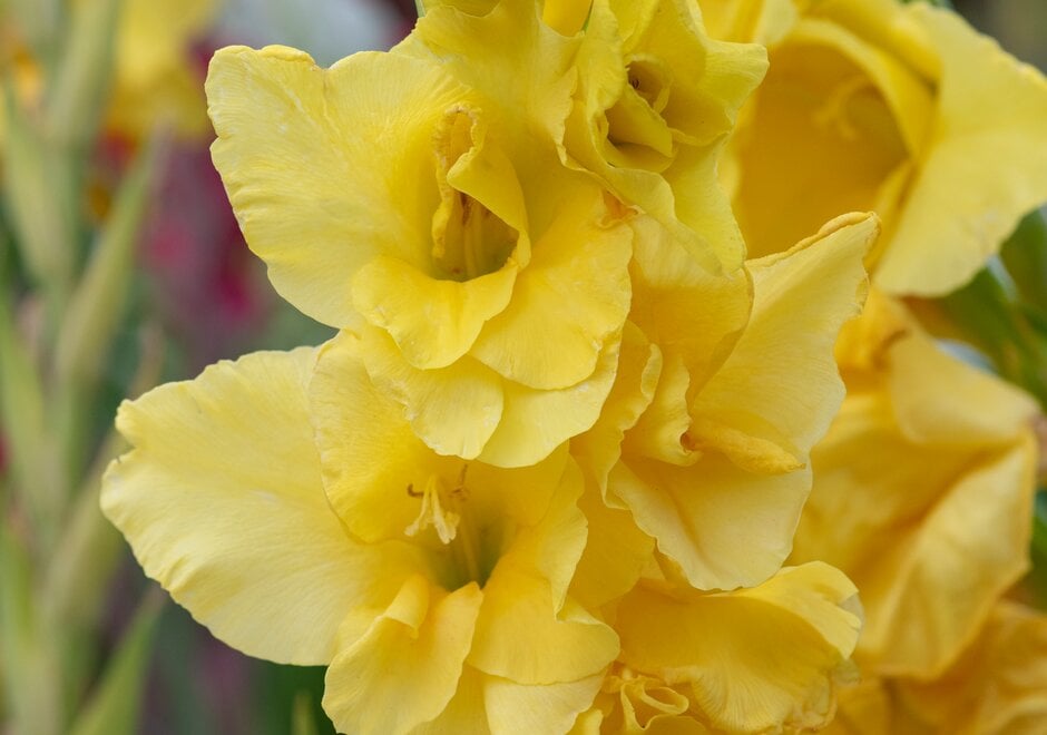 Gladioli