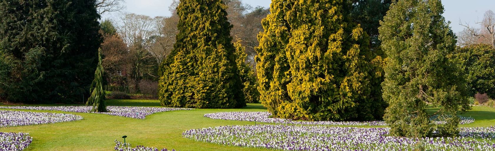 photograph of the garden