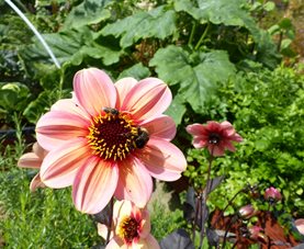 A bumblebee works a dahlia flower in the vegetable garden