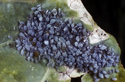 Mealy cabbage aphid