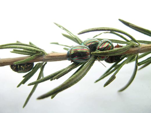rosemary beetle