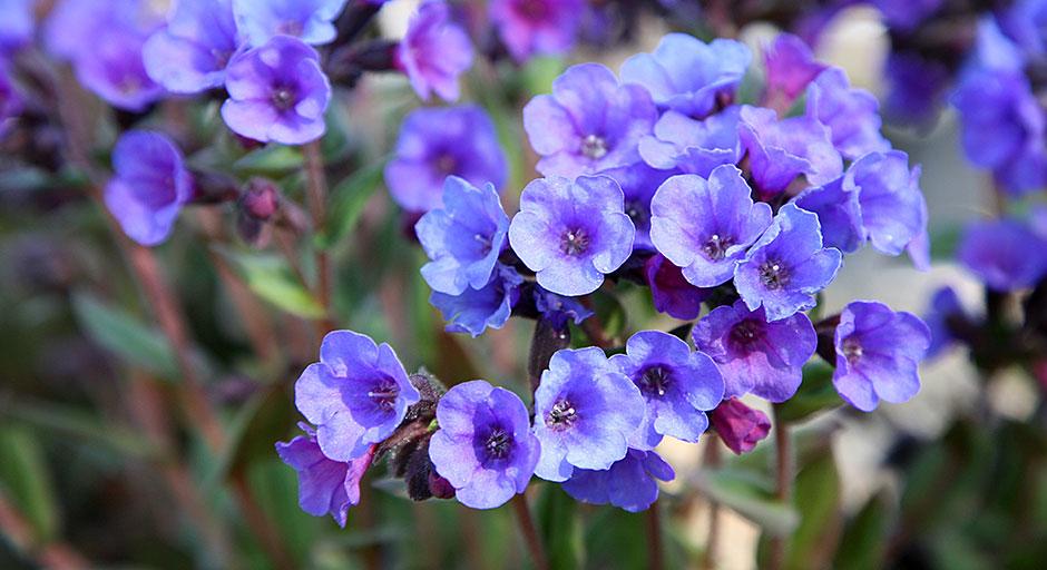 Shop online for plants, gifts, books | buy gardening gifts / RHS Gardening