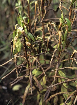 Hard frosts can blacken and kill stems or whole plants