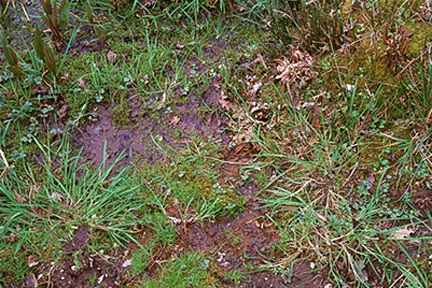 Puddling water on soil surfaces indicates a drainage problem. Image: RHS