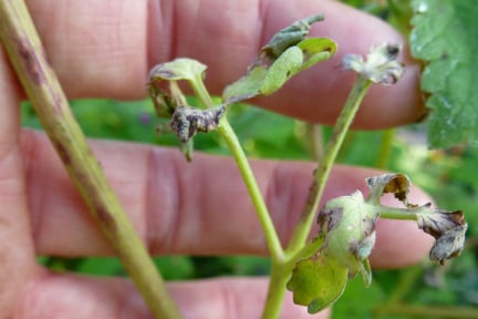 Plant badly affected by aquilegia downy mildew