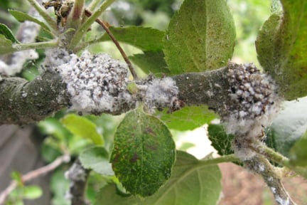 Woolly aphid (<em>Eriosoma lanigerum</em>) on <EM>Malus sylvestris</EM>.