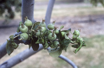 Rosy apple aphid / RHS Gardening