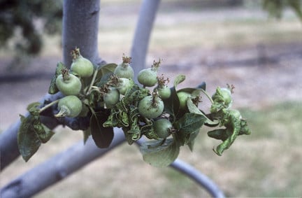 Rosy apple aphid damage on fruit and foliage