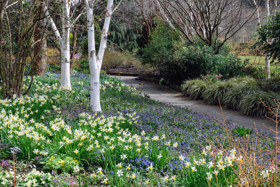 Daffodils / RHS Gardening