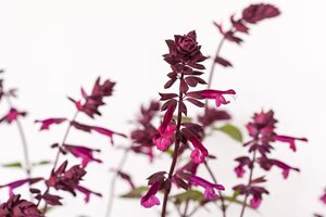 Salvia ‘Love and Wishes’