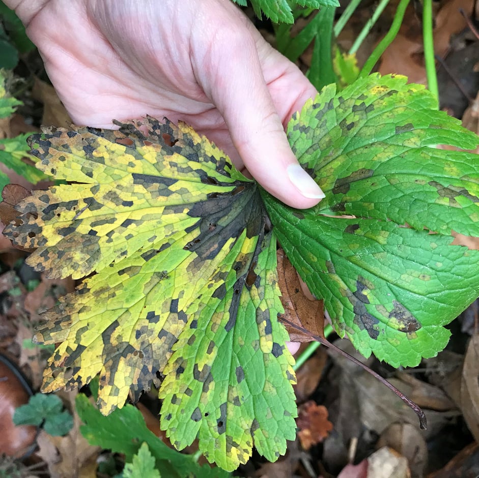 Foliar nematode damage 