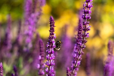 Bumblebee resting on a salvia
