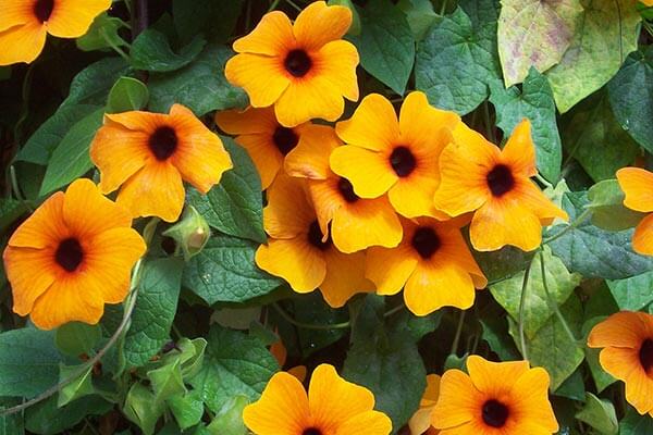 Discover Thunbergia