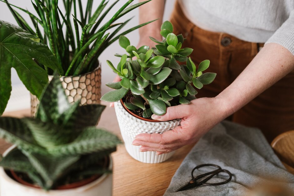 How to grow string of beads and its relatives