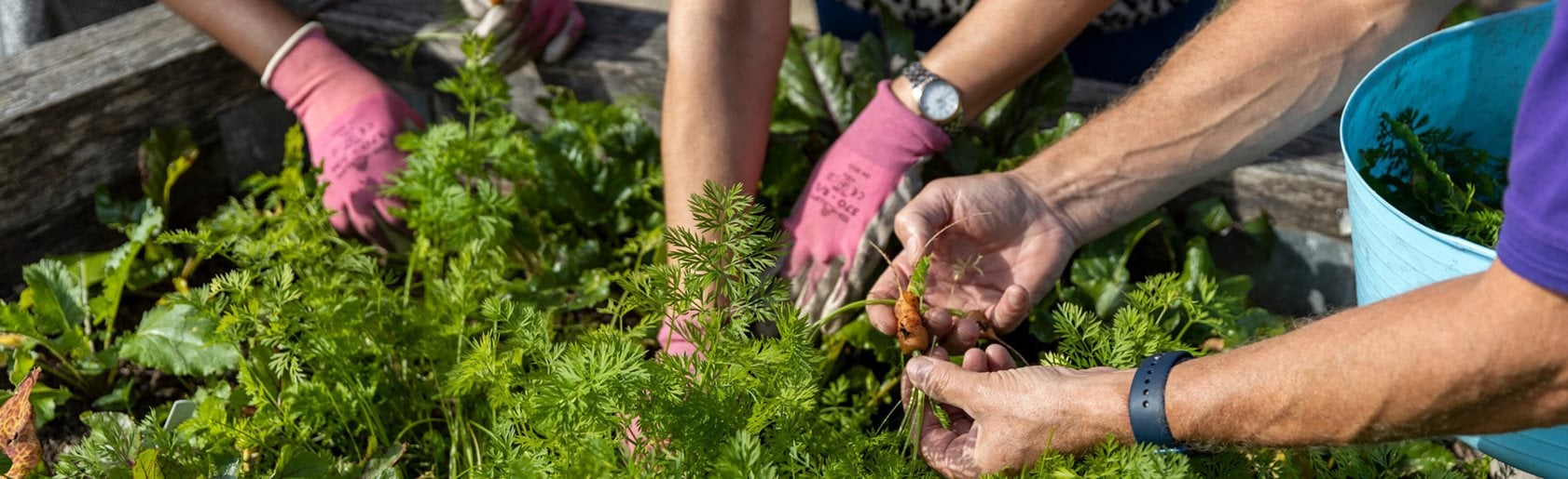 photograph of the garden