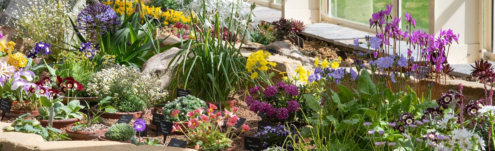 photograph of the garden