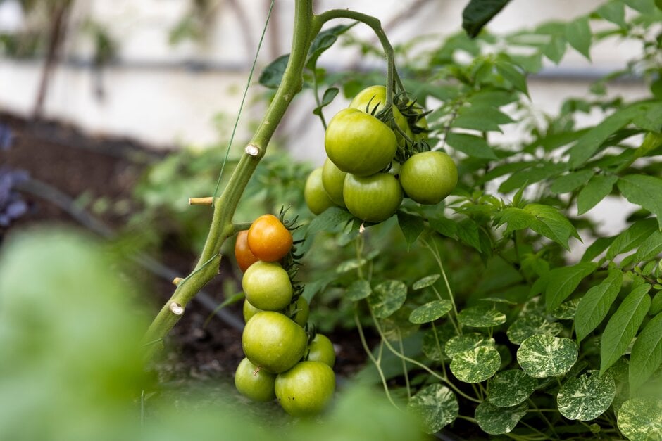 Green tomatoes on the plant Green tomatoes on the plant