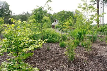 RHS Garden Rosemoor's maturing forest garden