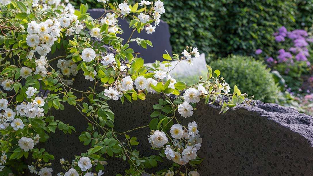 See The Linklaters Garden for Maggie's at RHS Chelsea Flower Show 2017