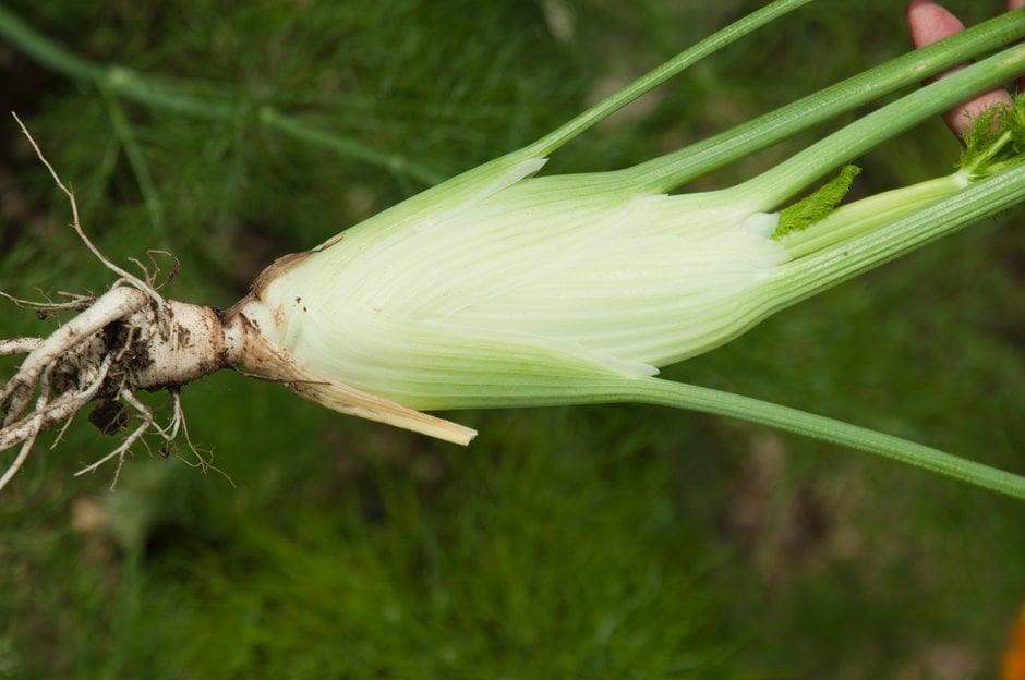 Small bulbs of Fennel 'di Firenze' ready to harvest young