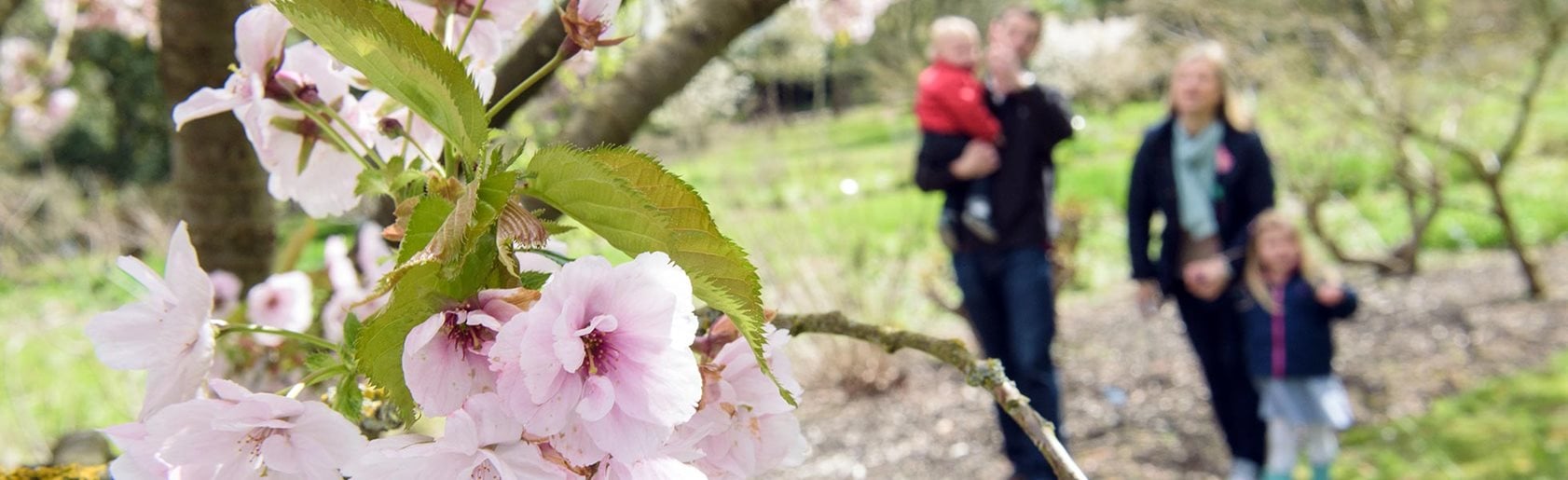 photograph of the garden