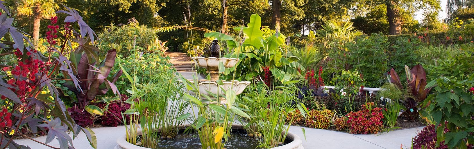 photograph of the garden