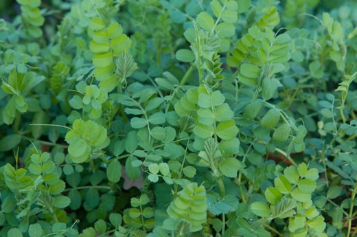 Green manure vetch