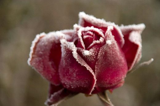 frosted rose
