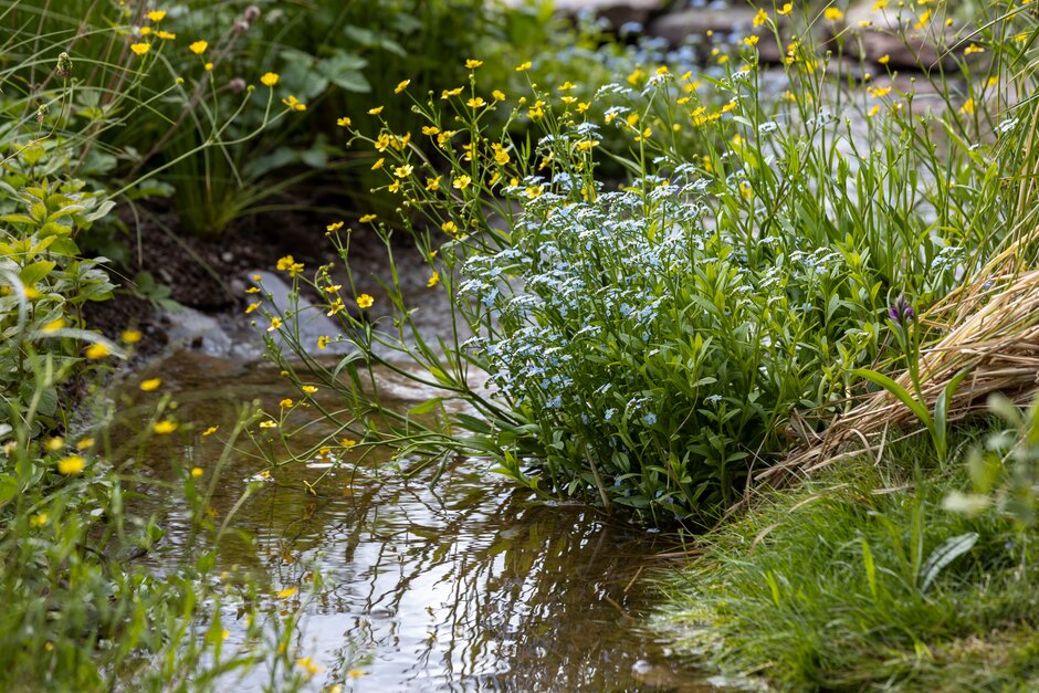 The meandering brook in A Rewilding Britain Landscape