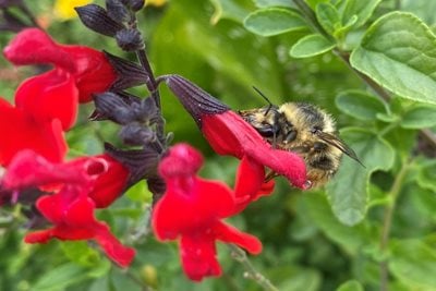 The shrill carder bumblebee feeding on salvia ‘Royal Bumble’