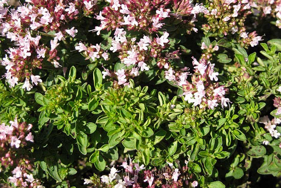 How to grow Oregano / RHS Gardening