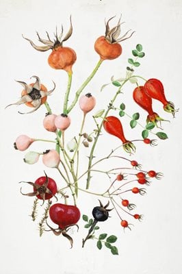 Graham Stuart Thomas watercolour of roses