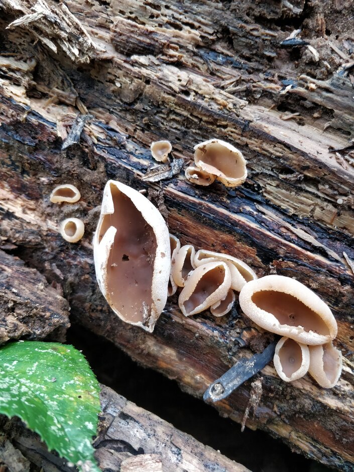 Saprotrophic Fungi Species