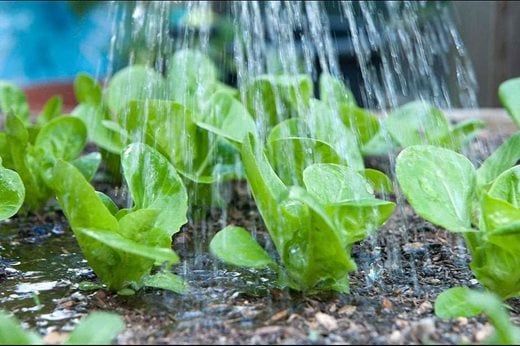 watering Little Gem lettuce