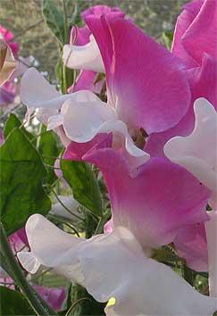 Sweet pea 'Route 66'