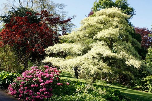 Cornus and rhododendrons in spring