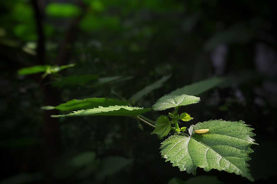 Pick your poison  the deadliest plants on the planet / RHS Gardening