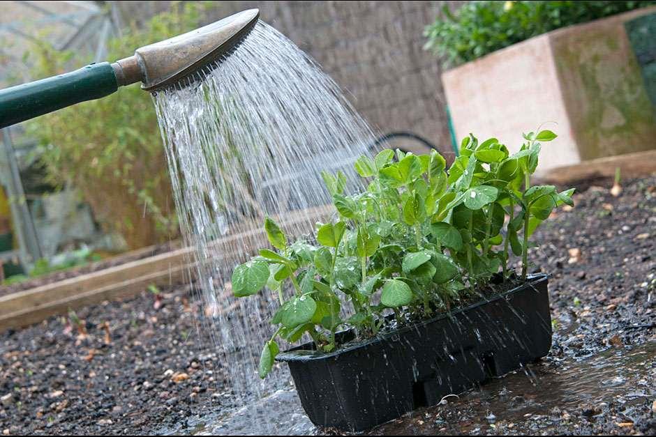 watering seedlings