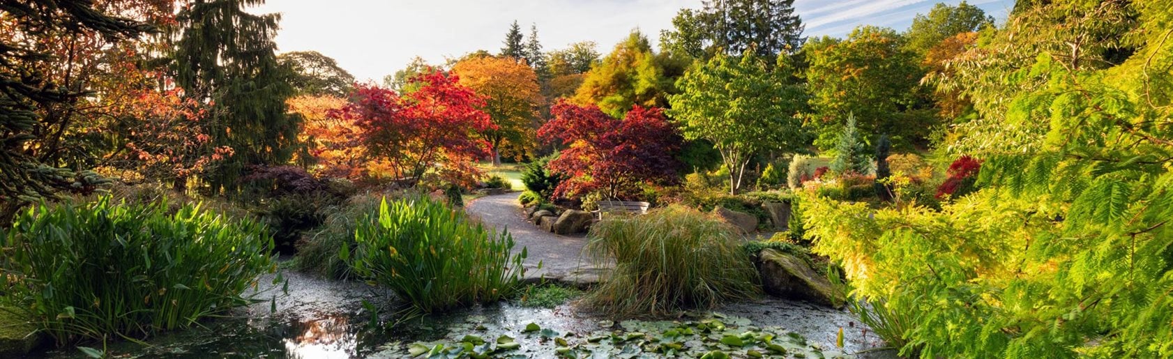 photograph of the garden