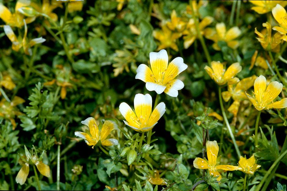 'Poached egg' plant