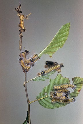 Buff-tip moth (<EM>Phalera bucephala</EM>) on hornbeam