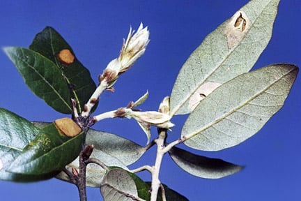 Holm oak leaf miner (Phyllonorycter messaniella) on Holm oak (Quercus ilex). Credit: RHS/Entomology.