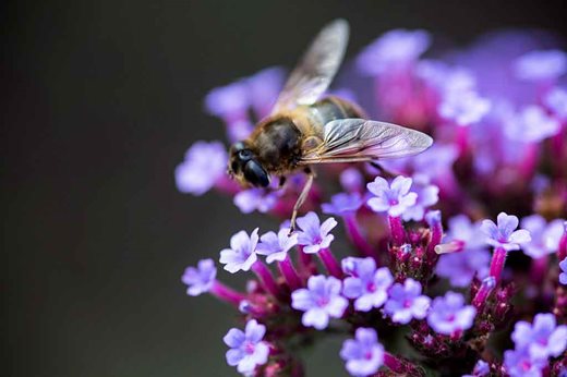hovver fly on a purple flower