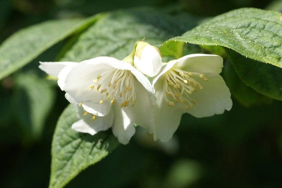 RHS guide to fragrant plants
