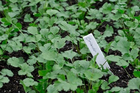 How To Grow Coriander | Rhs Herbs