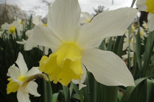 Narcissus 'Southern Gem'